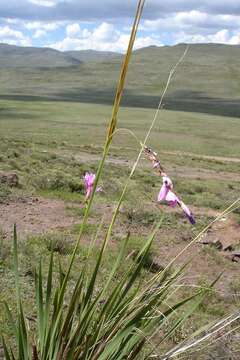 Image de Dierama dracomontanum Hilliard