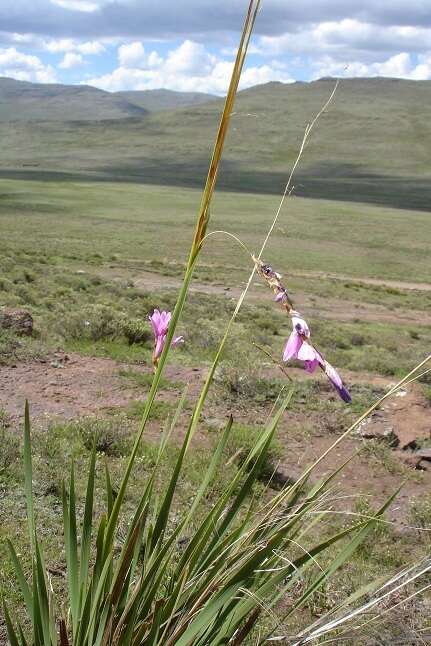 Image of Dierama dracomontanum Hilliard