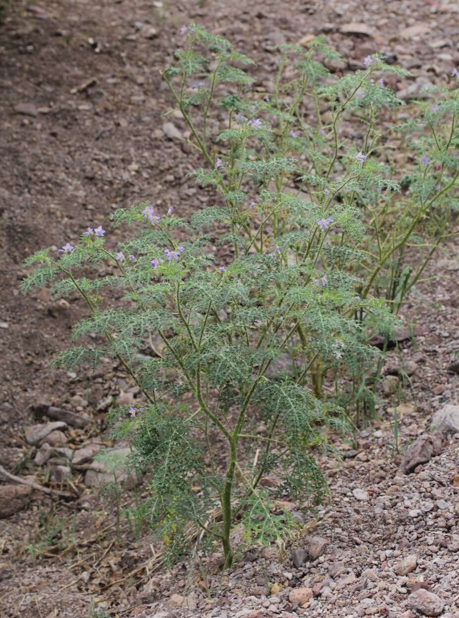 صورة Solanum davisense M. D. Whalen