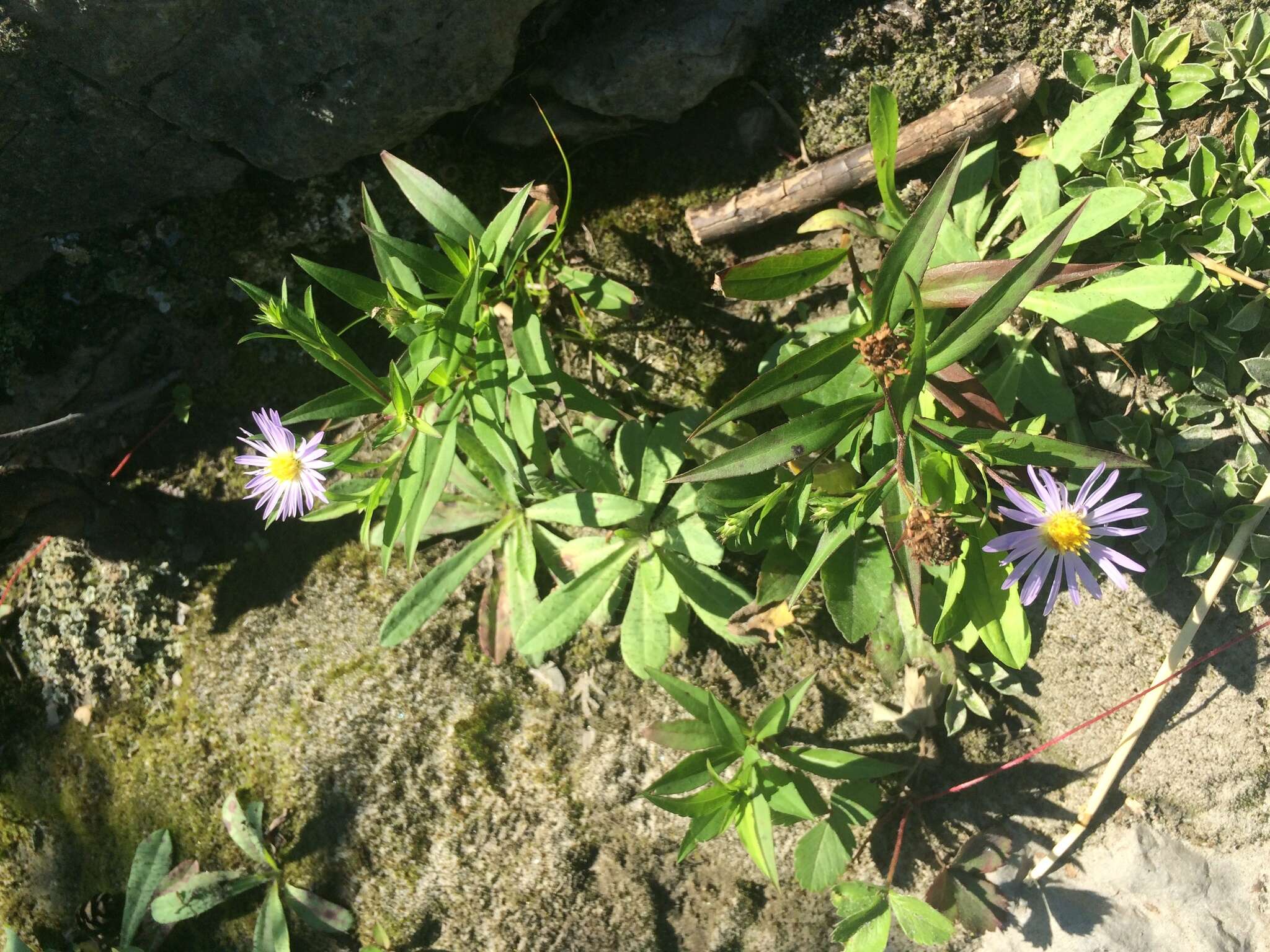 Image of <i>Symphyotrichum <i>novi-belgii</i></i> var. novi-belgii