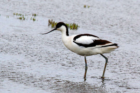 Image of avocet, pied avocet