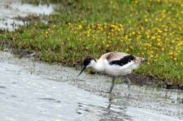 Image of avocet, pied avocet