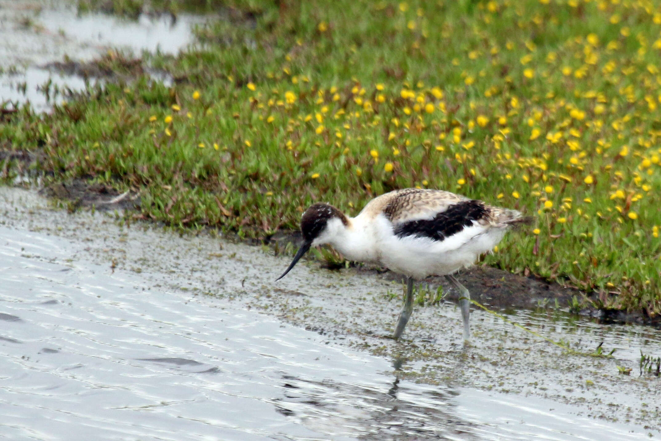 Image of avocet, pied avocet