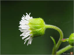 Adenostemma lavenia (L.) Kuntze resmi