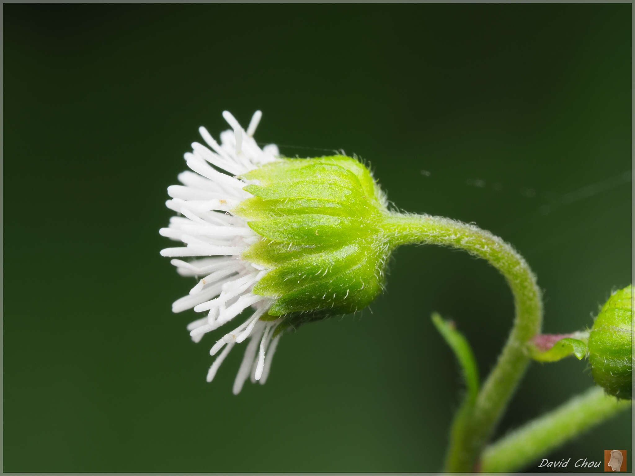 Adenostemma lavenia (L.) Kuntze resmi