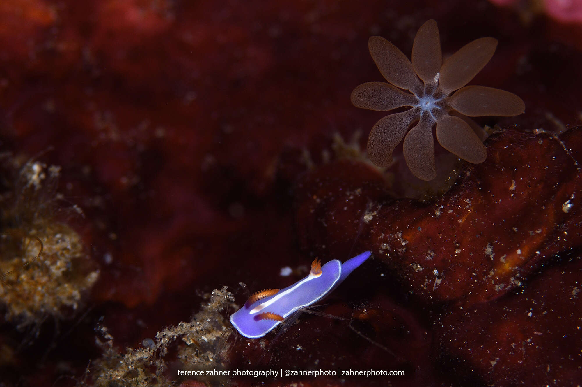 Image of Mexichromis trilineata (A. Adams & Reeve 1850)