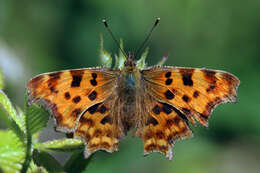 Image of Comma