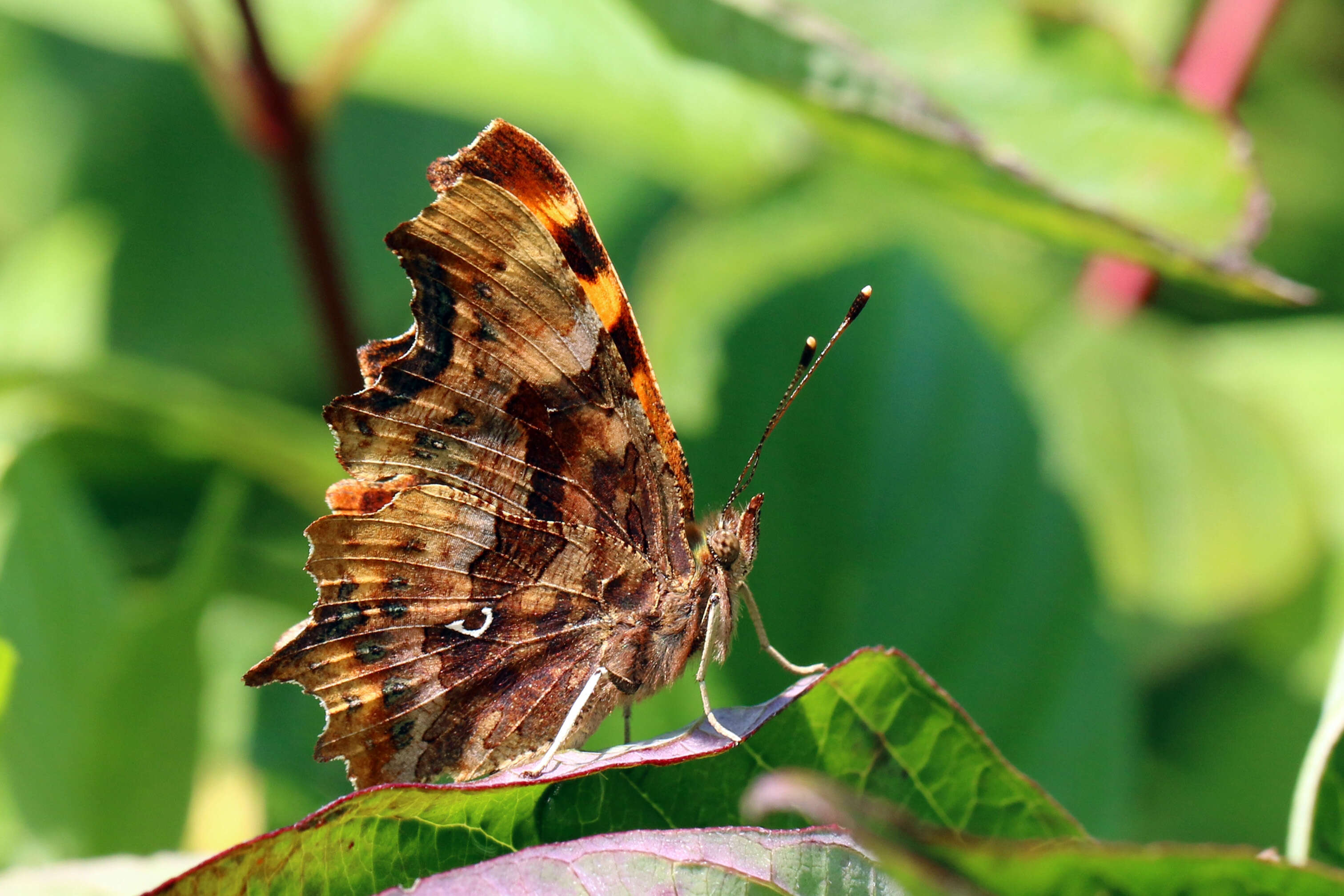 Image of Comma