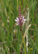 Dactylorhiza maculata subsp. elodes (Griseb.) Soó的圖片