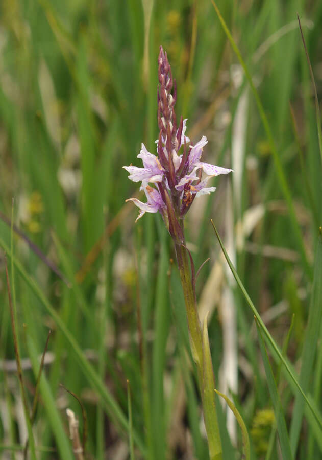 Dactylorhiza maculata subsp. elodes (Griseb.) Soó的圖片