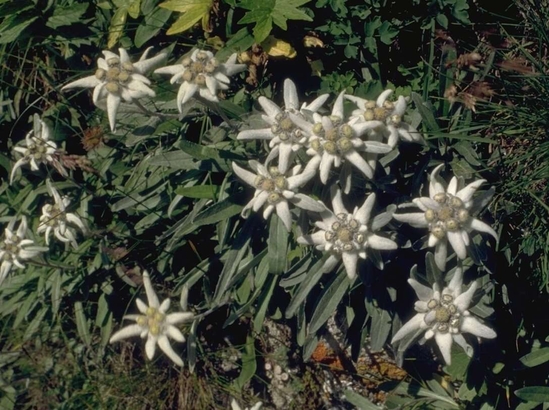 Image of edelweiss