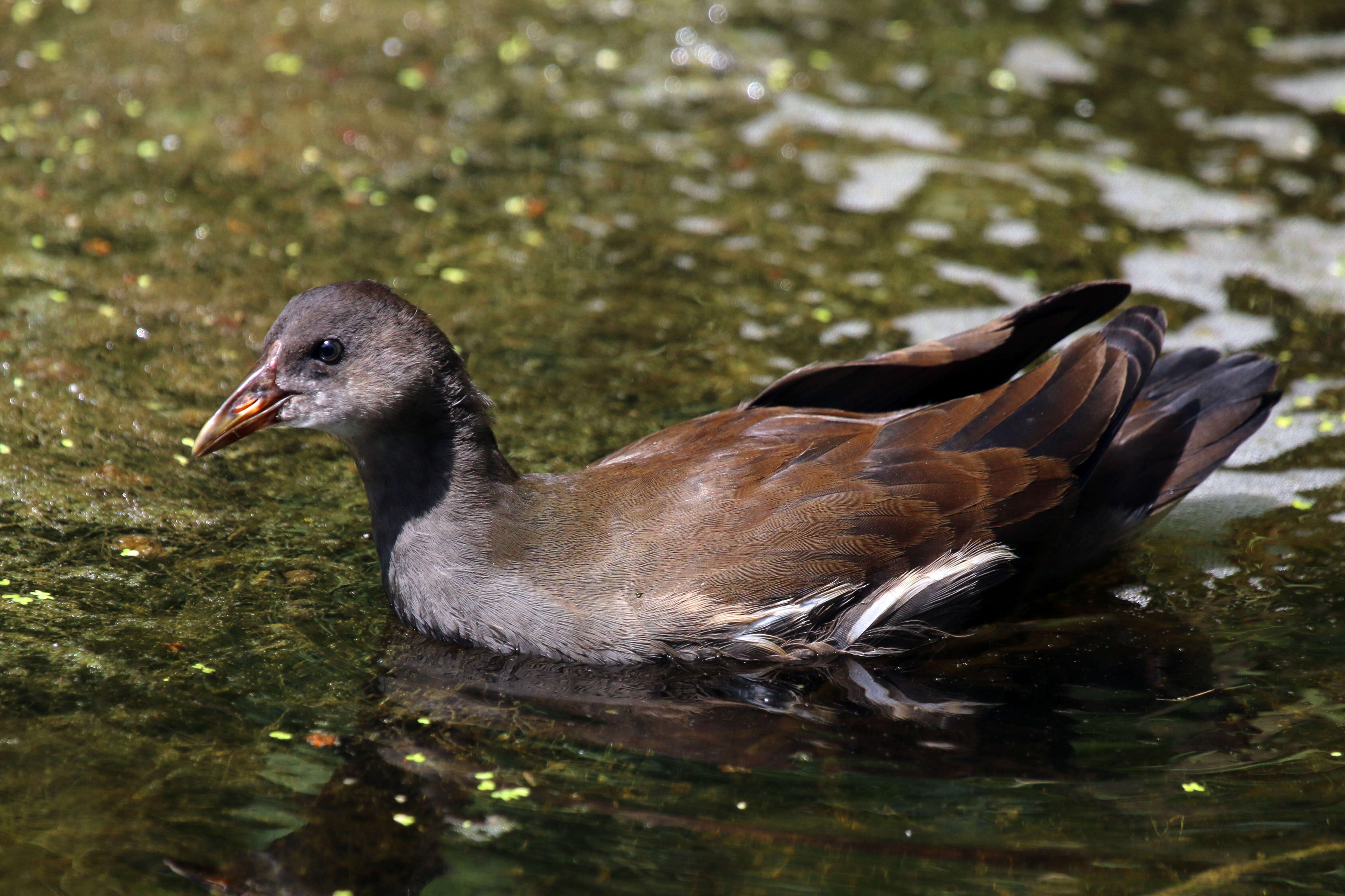 Image of Common Moorhen