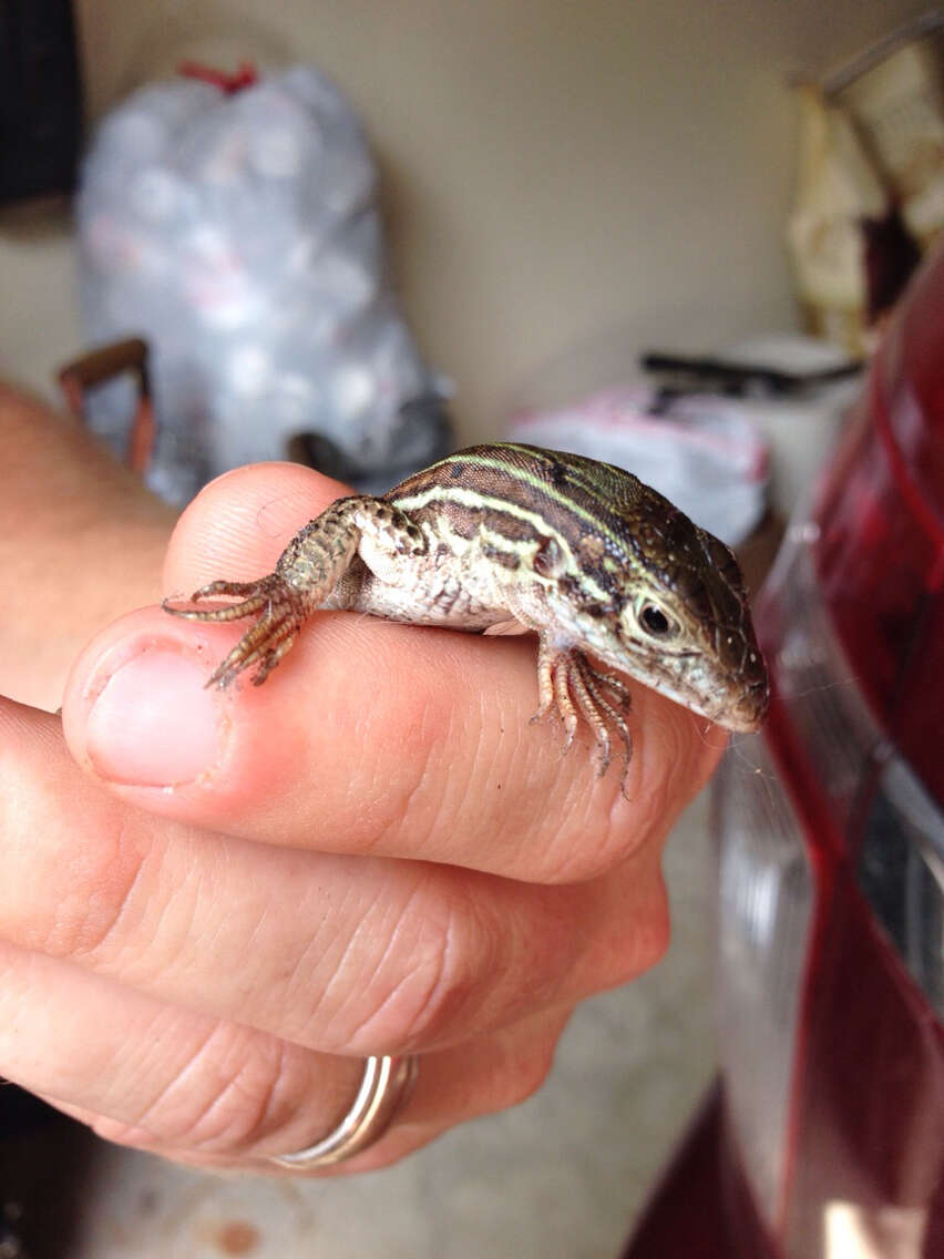 Image of Common Spotted Whiptail