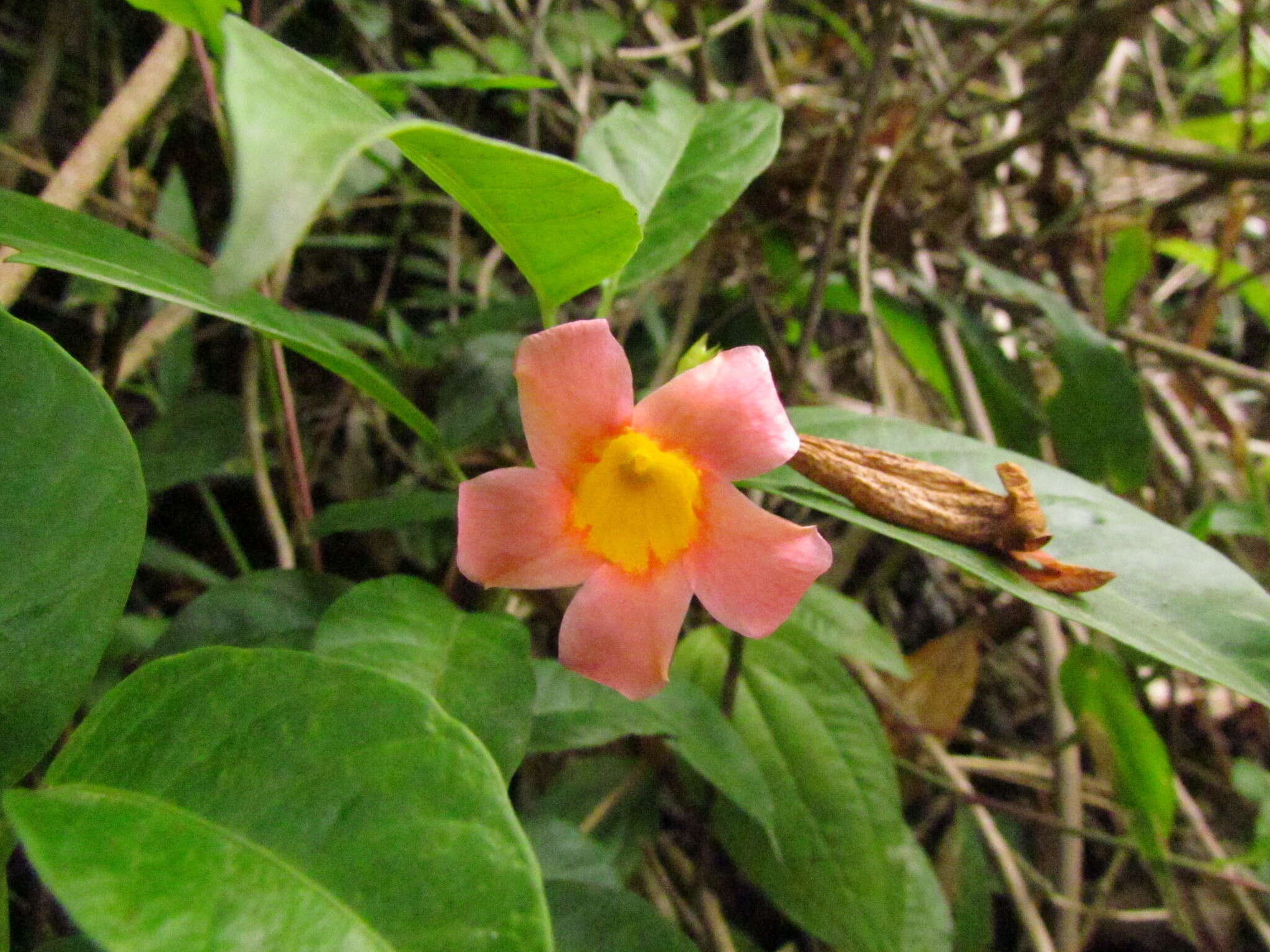 Image of Mandevilla urophylla (Hook. fil.) R. E. Woodson