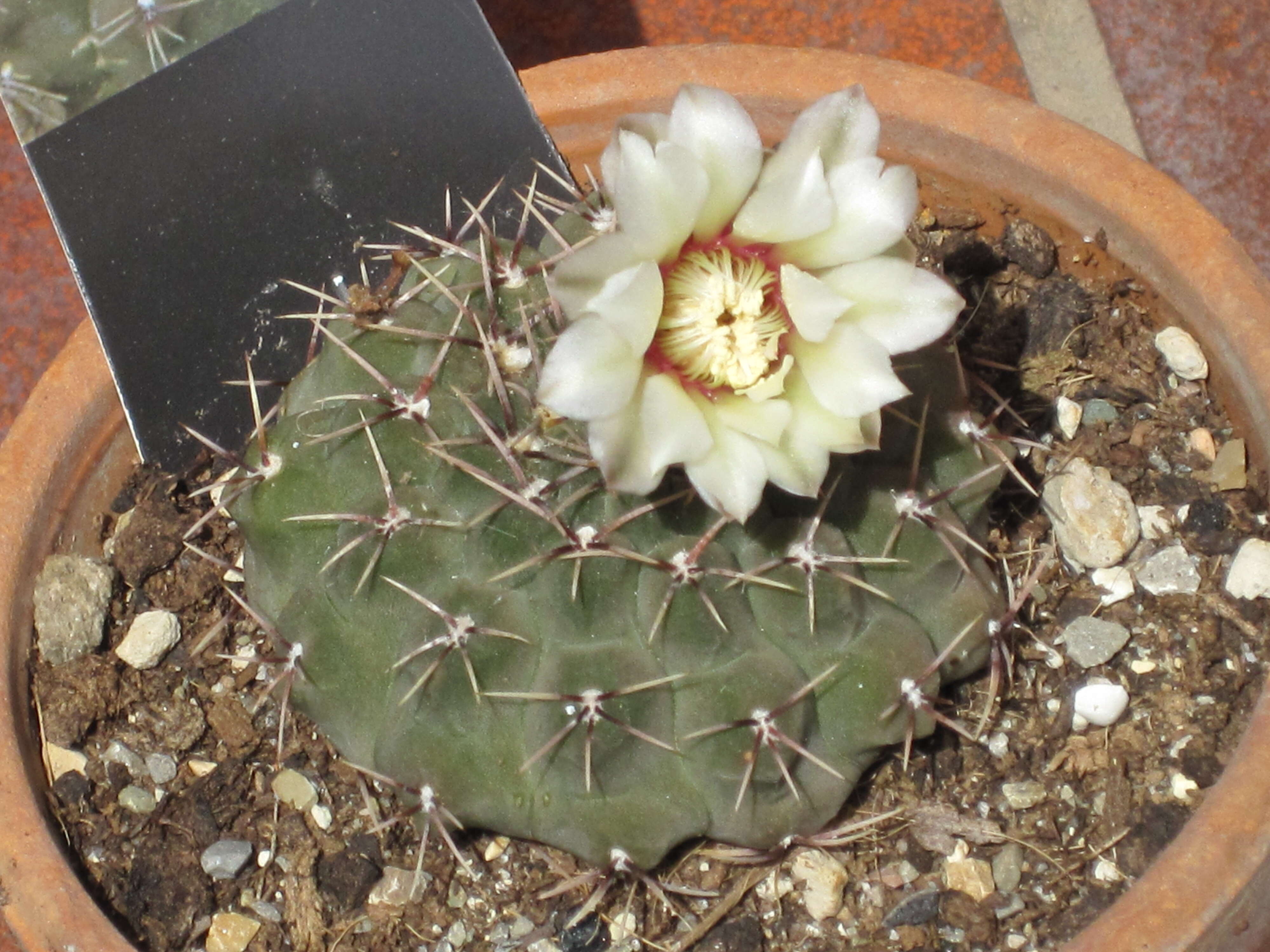 Image of <i>Gymnocalycium quehlianum</i>