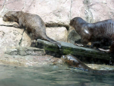 Image of giant otter