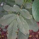 Image of <i>Lonchocarpus felipei</i> N. Zamora
