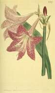 Слика од Hippeastrum reticulatum (L'Hér.) Herb.