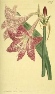 Image of Hippeastrum reticulatum (L'Hér.) Herb.