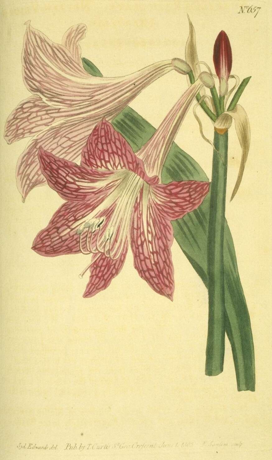 Слика од Hippeastrum reticulatum (L'Hér.) Herb.