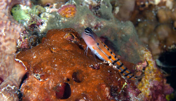 Image of Axelrod's Clown Blenny