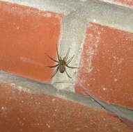 Image of Barn Funnel Weaver