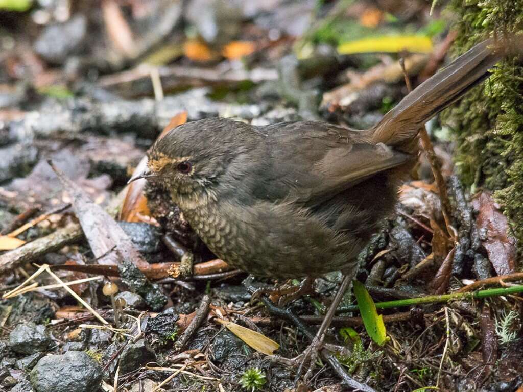 Слика од Pycnoptilus Gould 1851