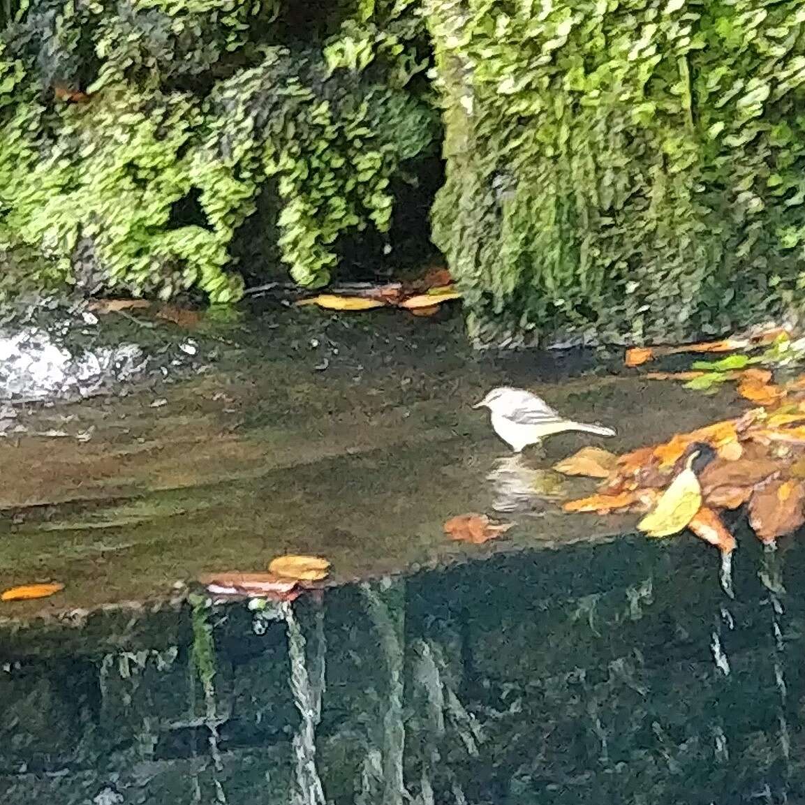 Imagem de Motacilla cinerea schmitzi Tschusi 1900