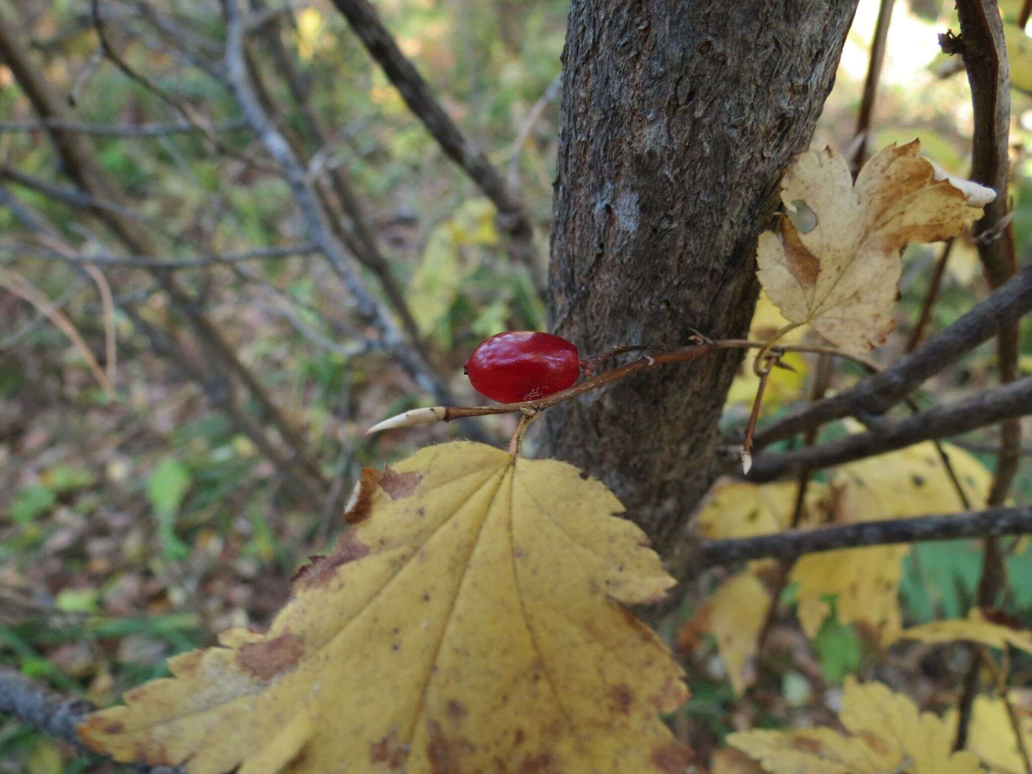 Image of Ribes maximoviczianum Kom.