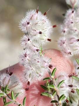 Image of Erica pilosiflora E. G. H. Oliver