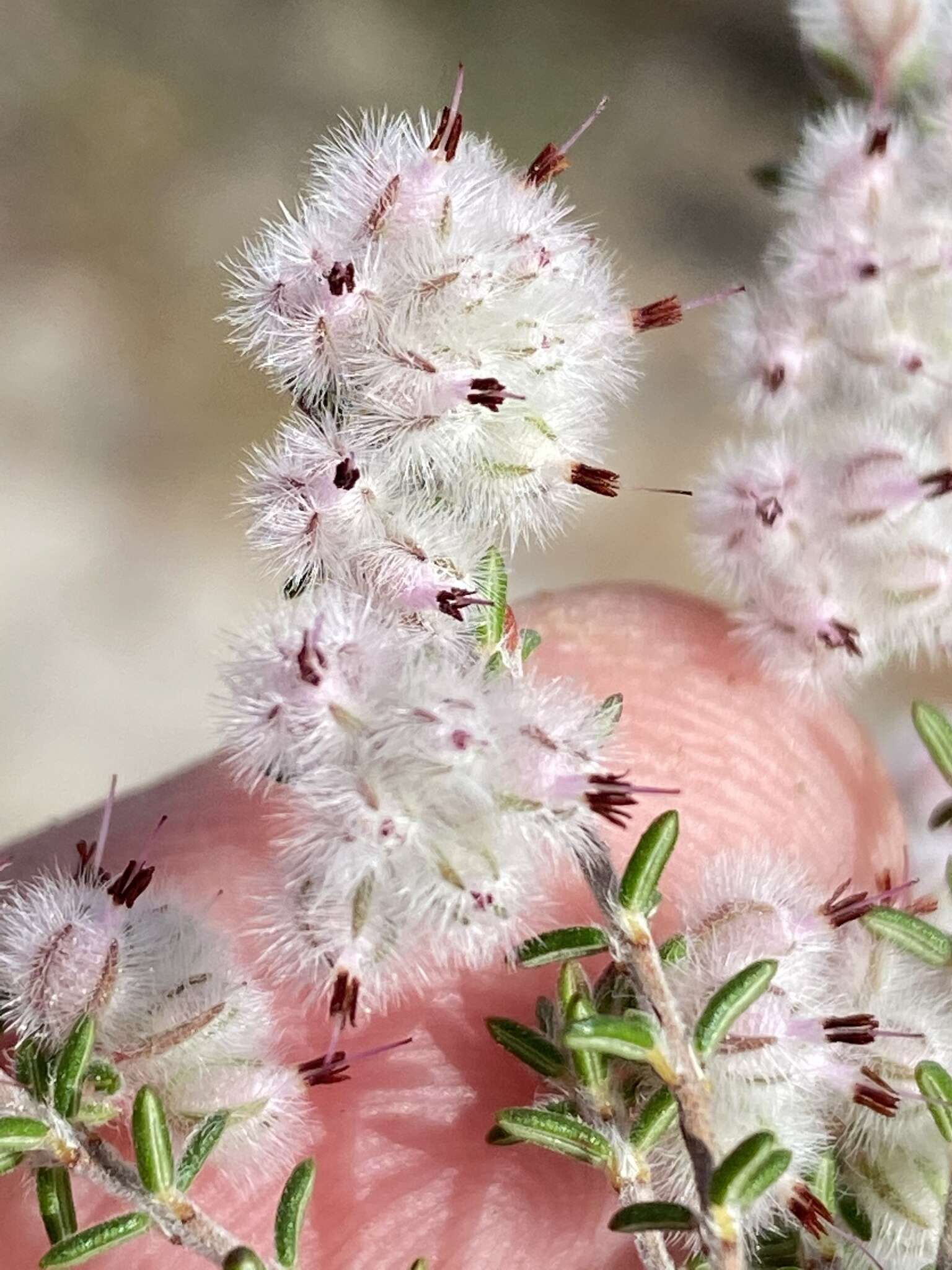 Image of Erica pilosiflora subsp. pilosiflora