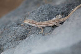 Image of Erhard's Wall Lizard