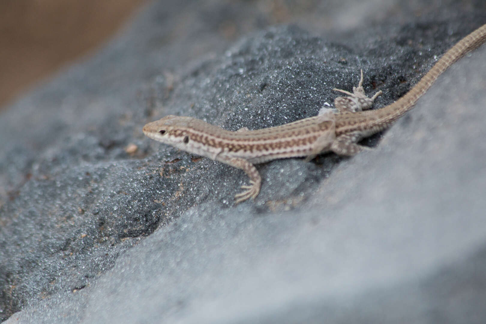 Image of Erhard's Wall Lizard