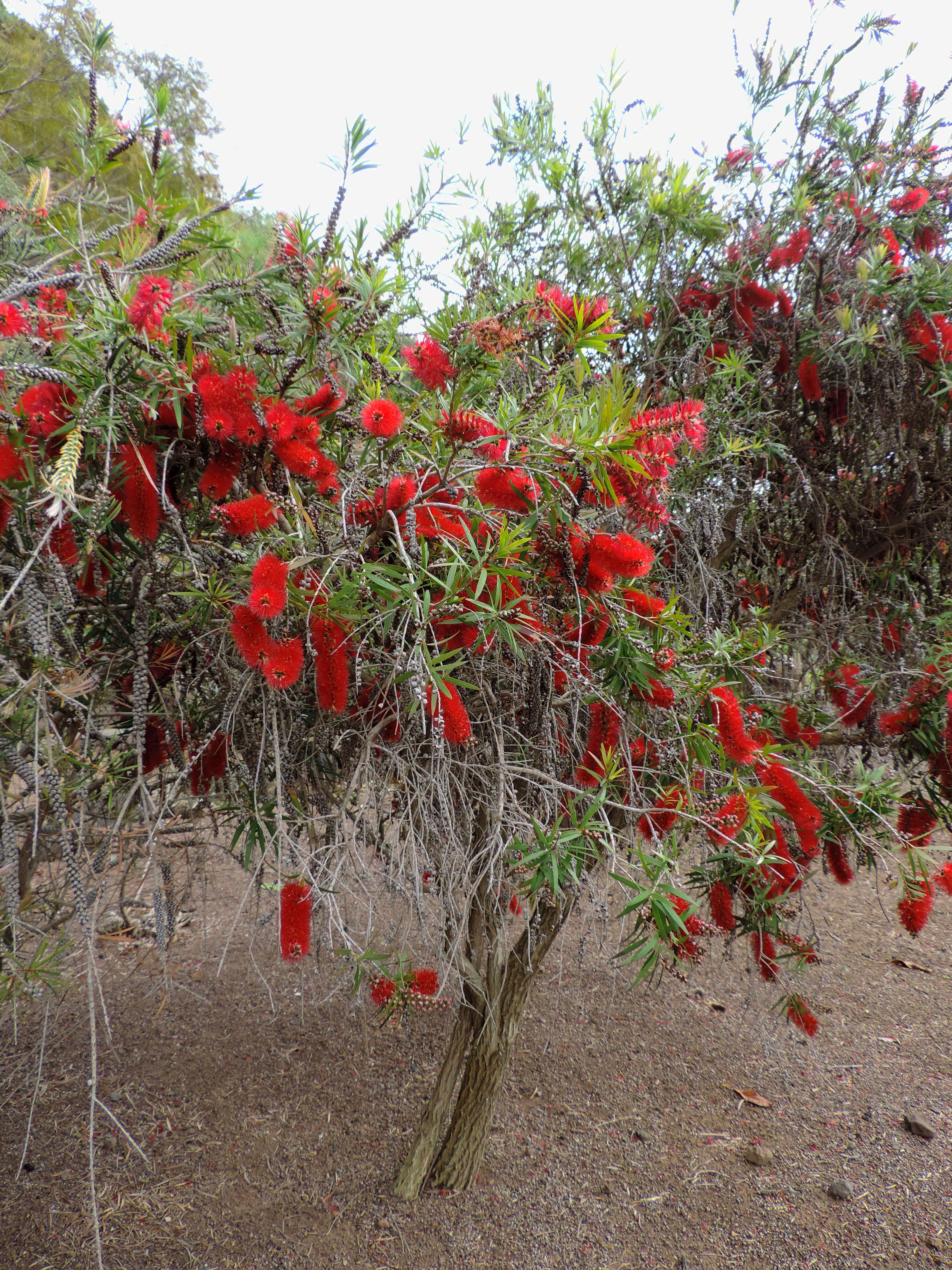 صورة Callistemon citrinus (Curtis) Skeels