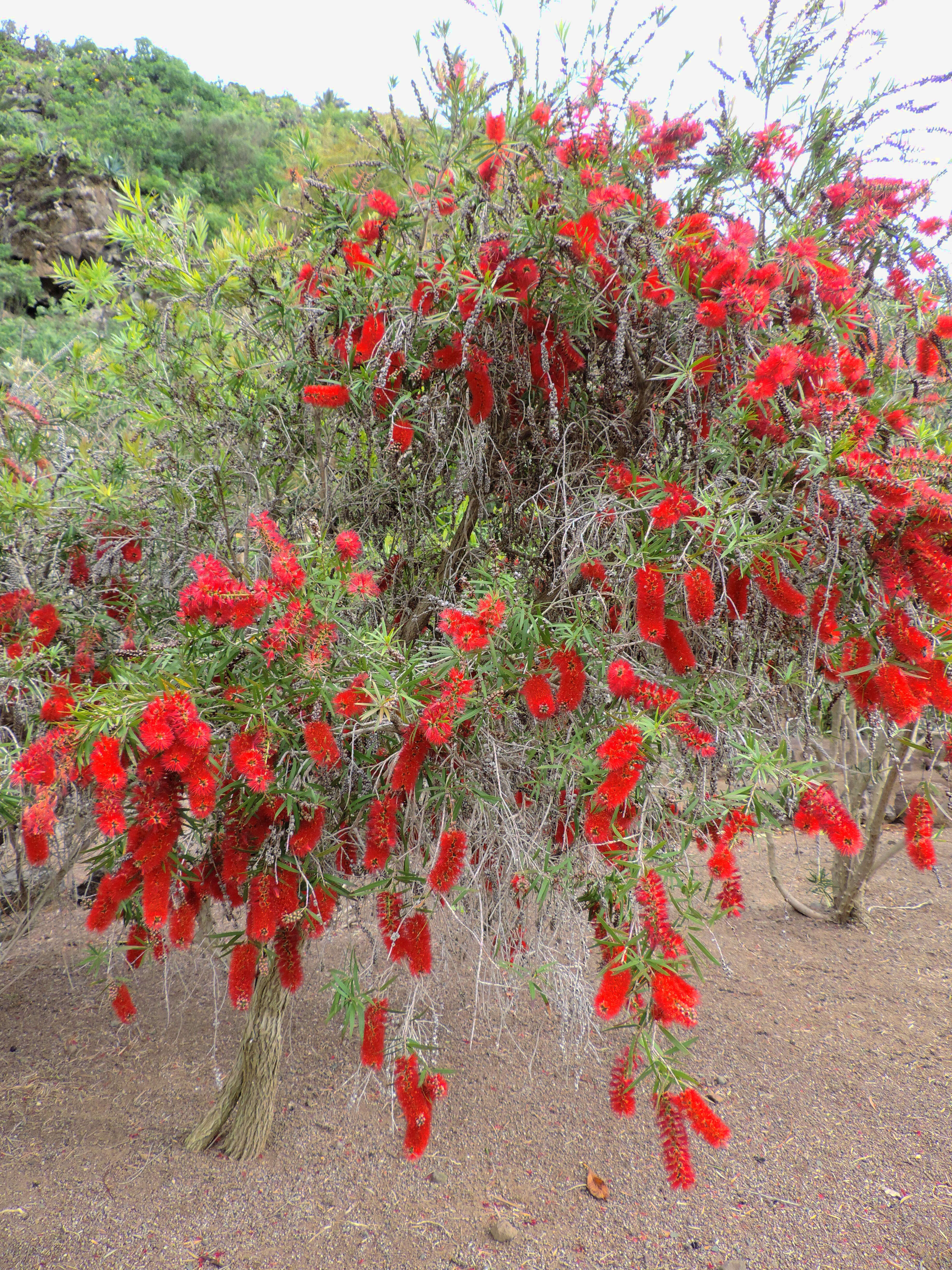 صورة Callistemon citrinus (Curtis) Skeels