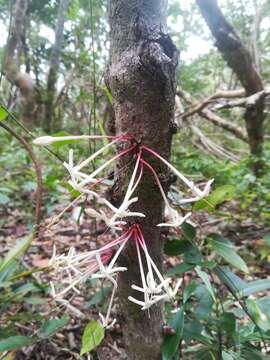 Image of Ixora cauliflora Montrouz.