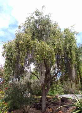 صورة Callistemon viminalis (Sol. ex Gaertn.) G. Don