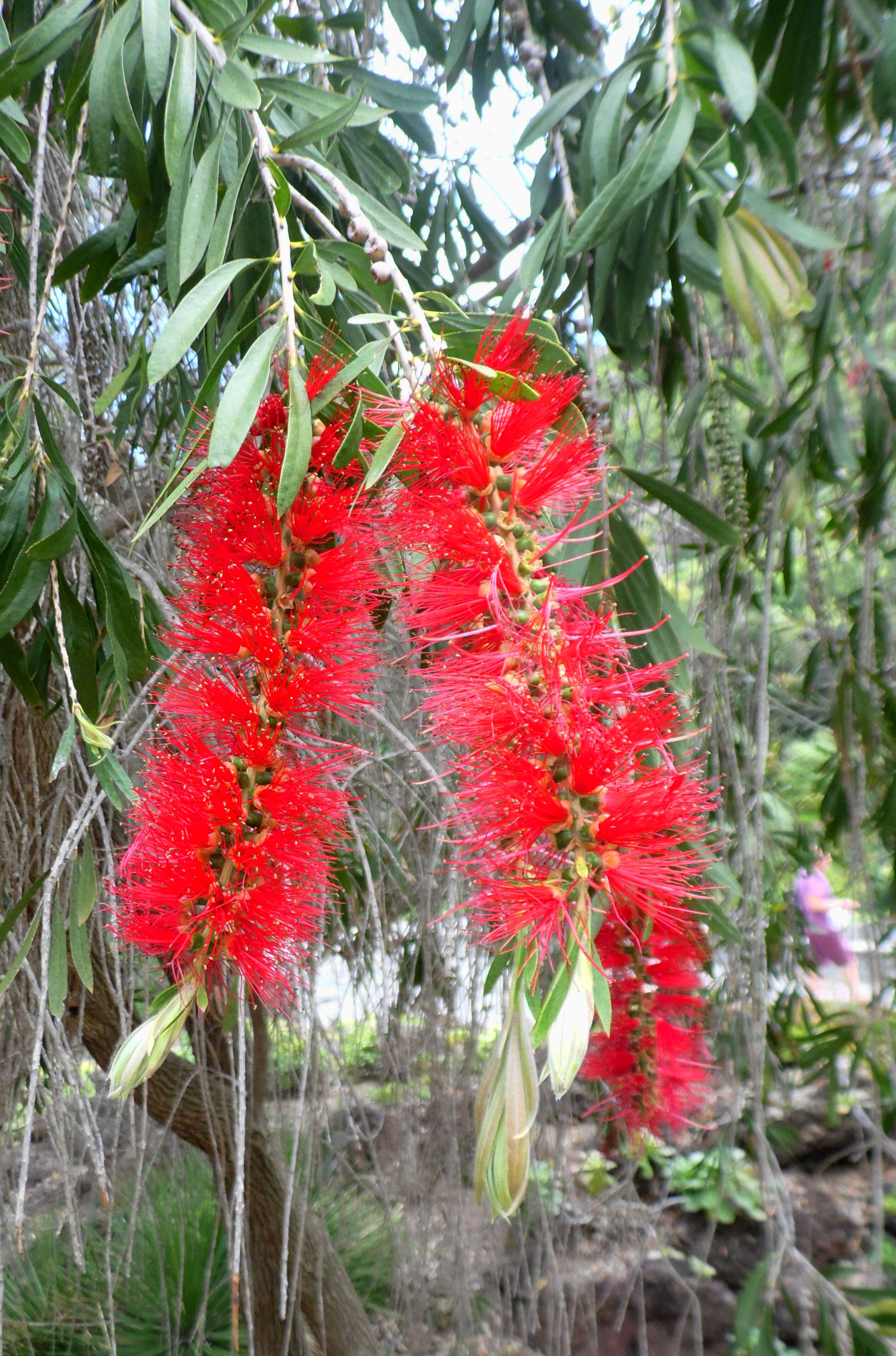 صورة Callistemon viminalis (Sol. ex Gaertn.) G. Don