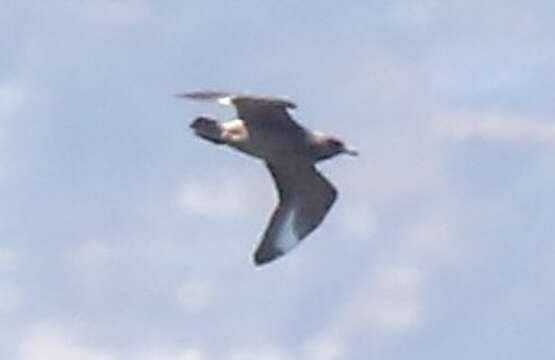 Image of Chilean Skua