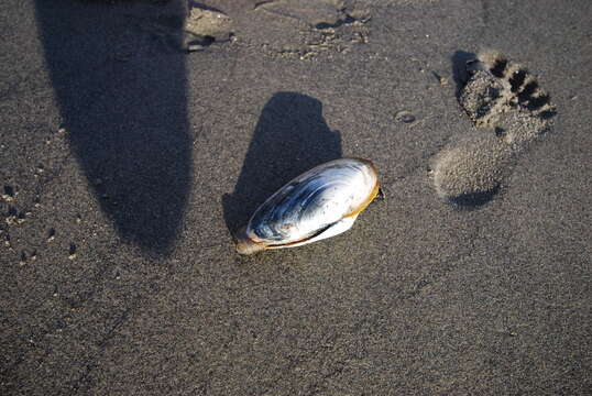 Image of Soft shelled clam