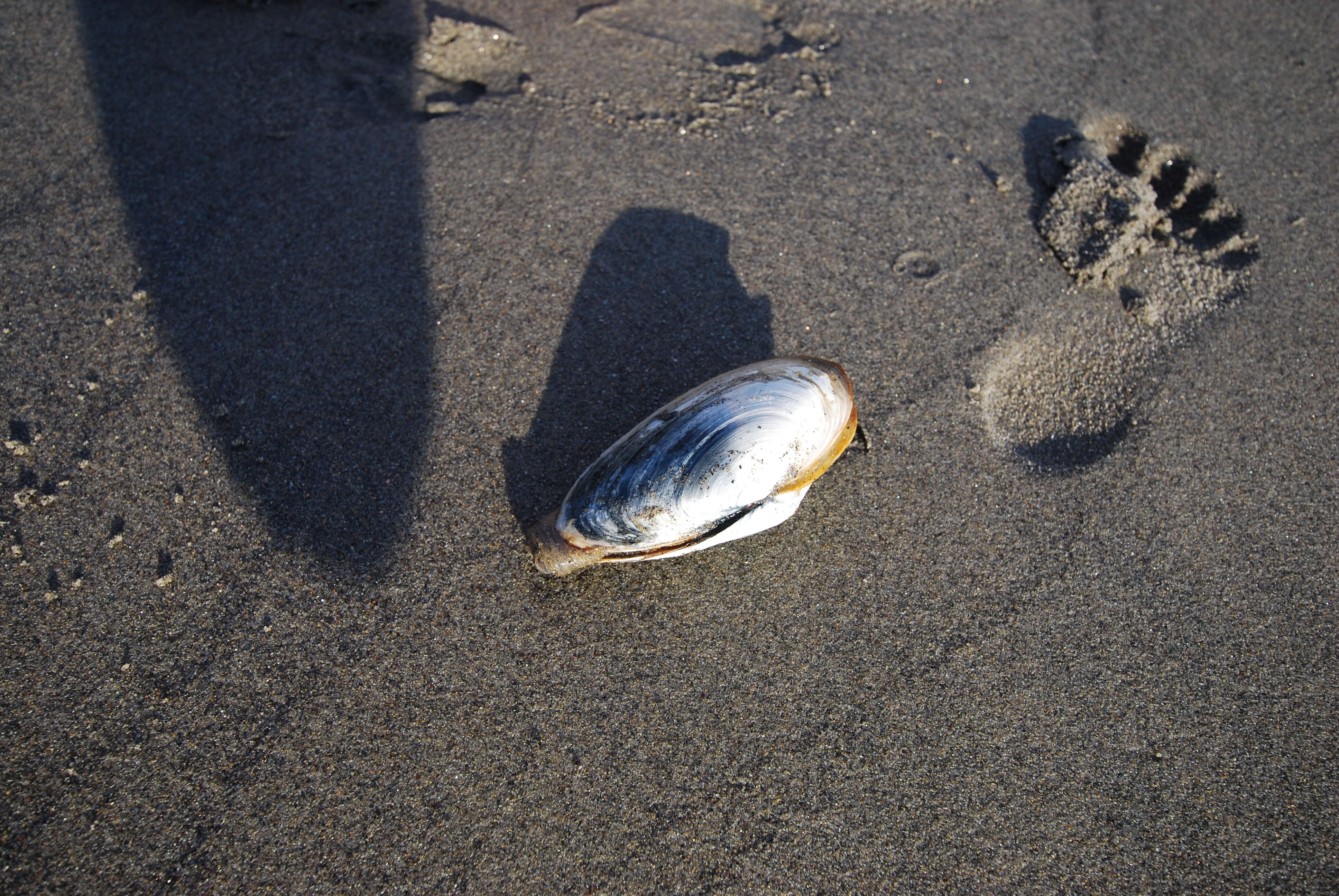 Image of Soft shelled clam