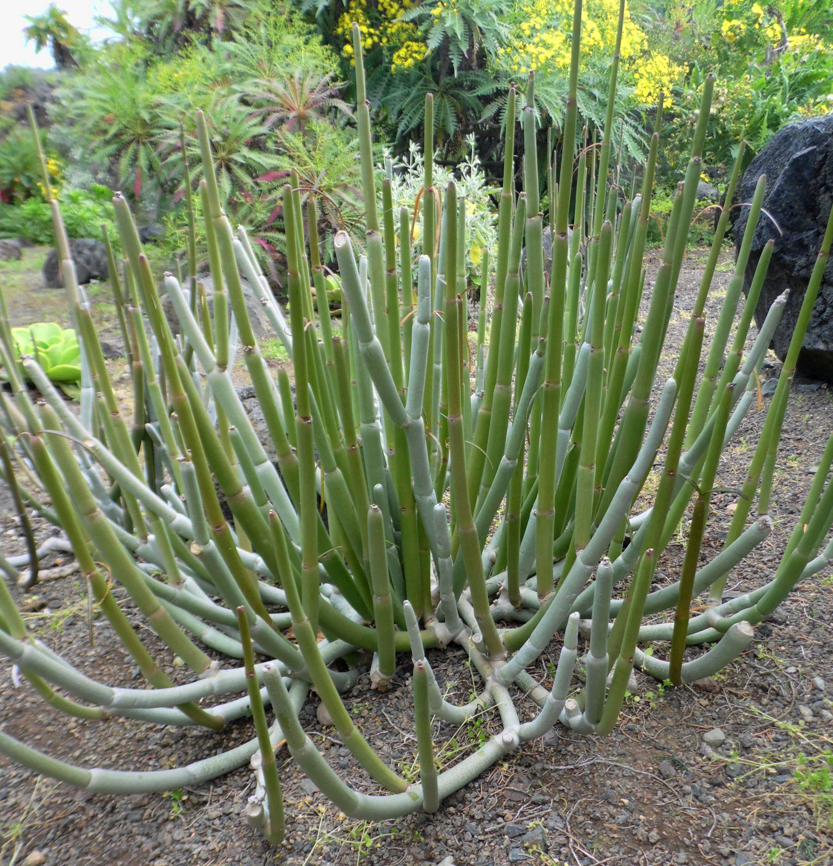 Image de Ceropegia dichotoma Haw.