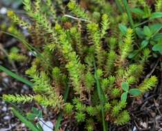 Image of Biting Stonecrop