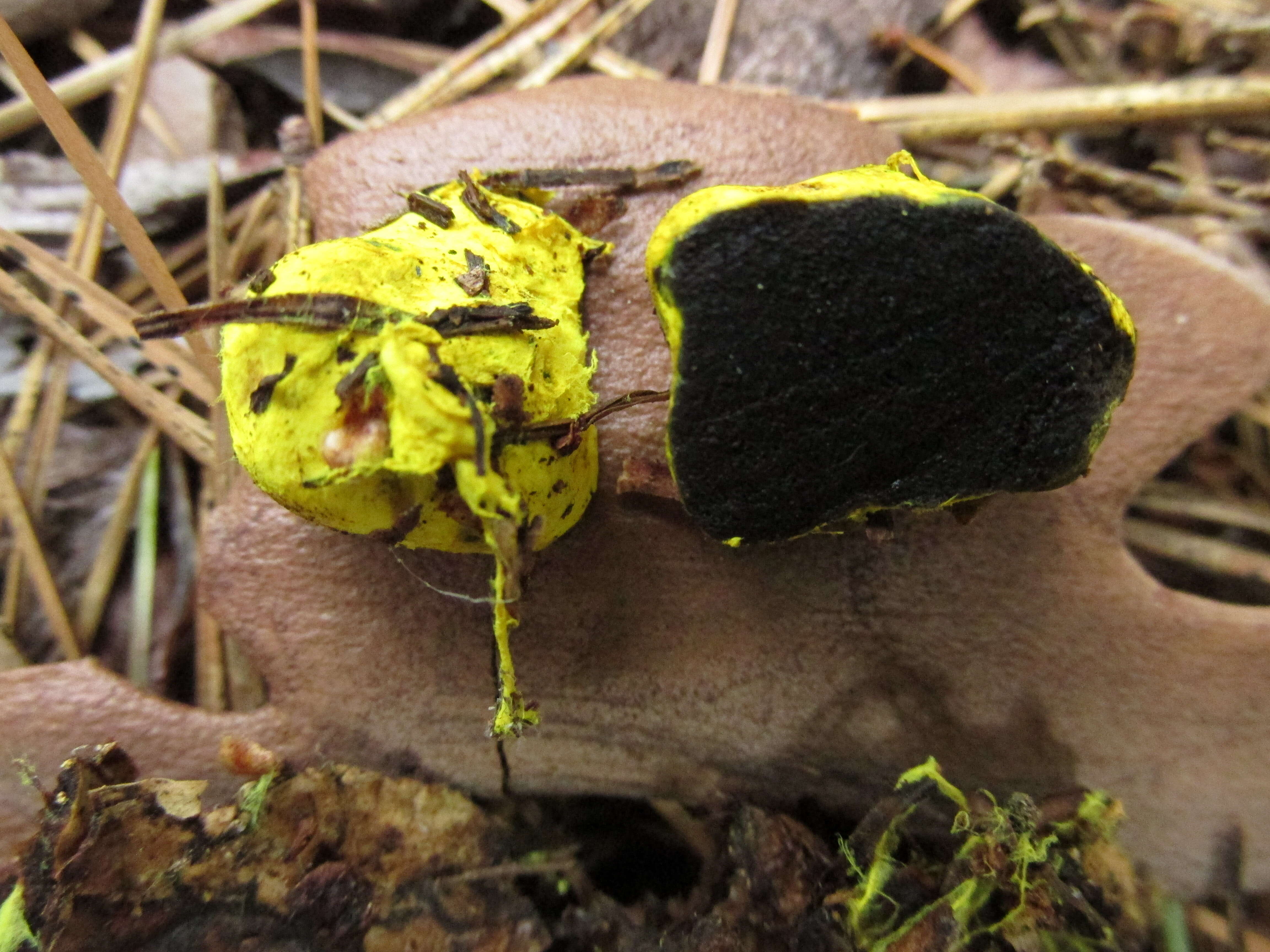 صورة Rhizopogon truncatus Linder 1924