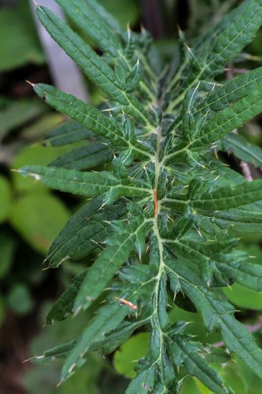 Image of woolly thistle