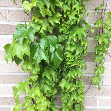 Parthenocissus tricuspidata (Siebold & Zucc.) Planchon resmi