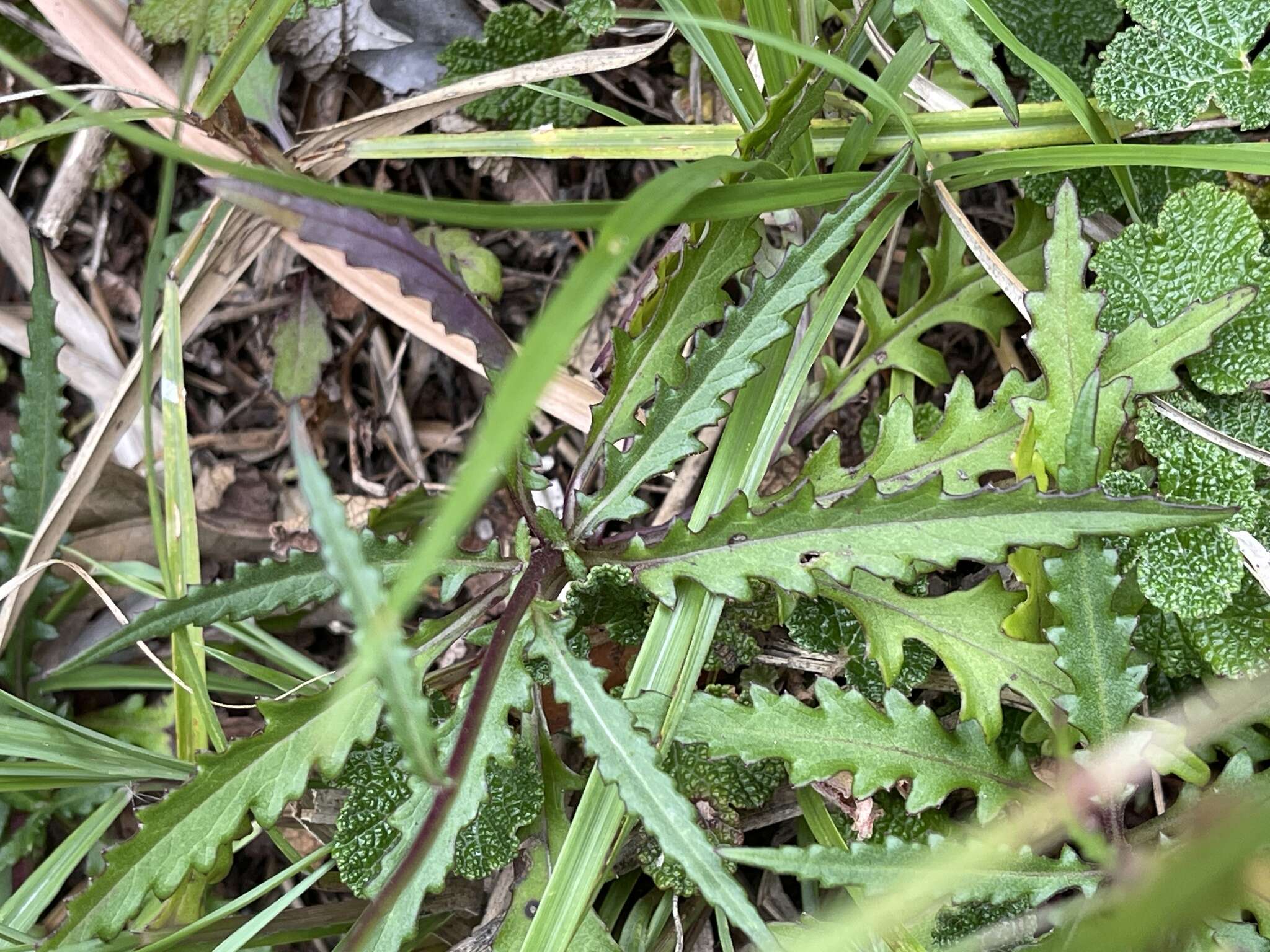 Image of Senecio morrisonensis Hayata