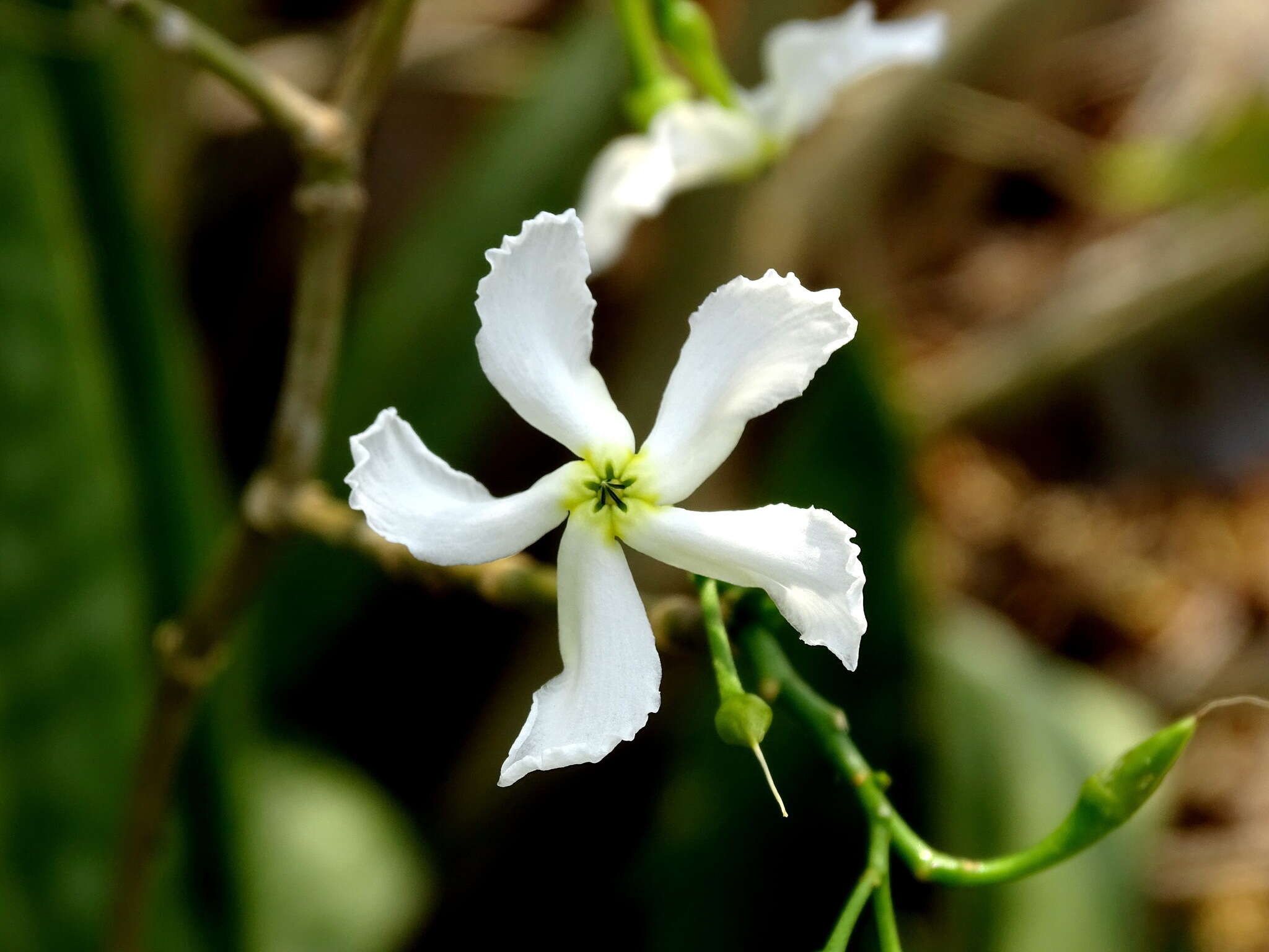 Image of Tabernaemontana amygdalifolia Jacq.