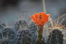 Image of Echinocereus salm-dyckianus Scheer