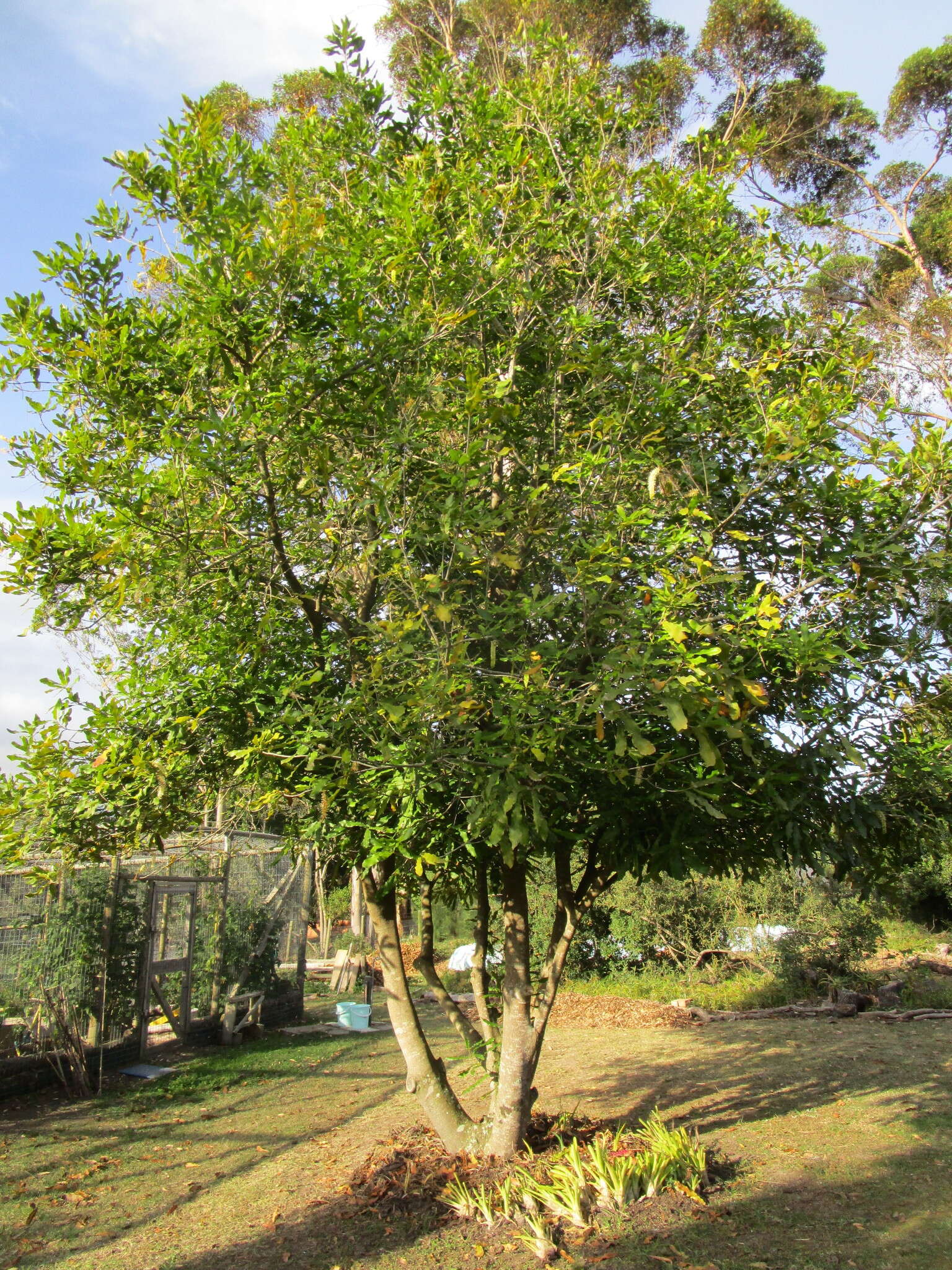 Image of Macadamia ternifolia F. Müll.